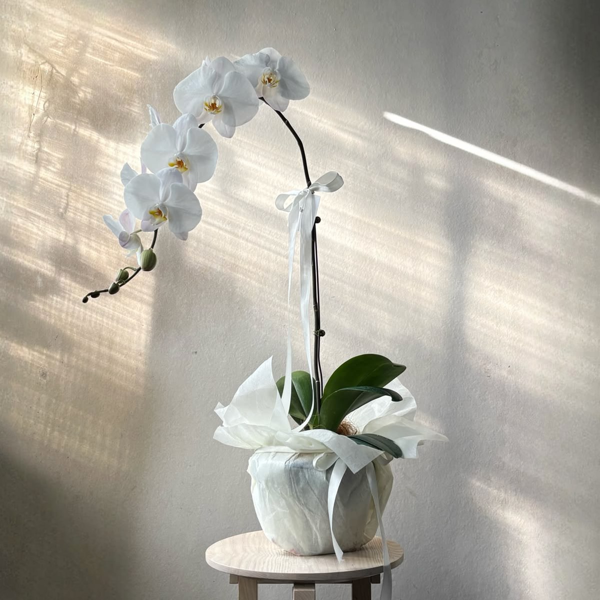 Orquídea Branca + Vaso